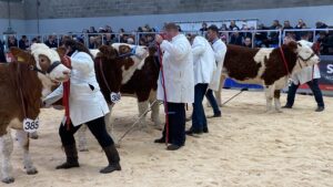 Cows in a ring